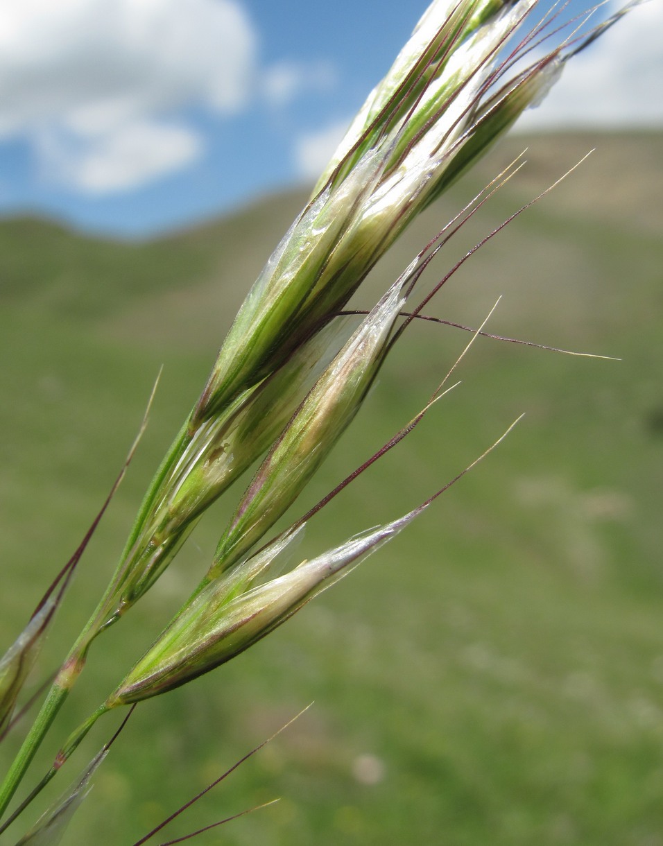 Image of Helictotrichon pubescens specimen.