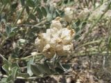 Astragalus calycinus. Соплодие и верхушка листа. Дагестан, окр. с. Талги, сухой склон. 05.06.2019.