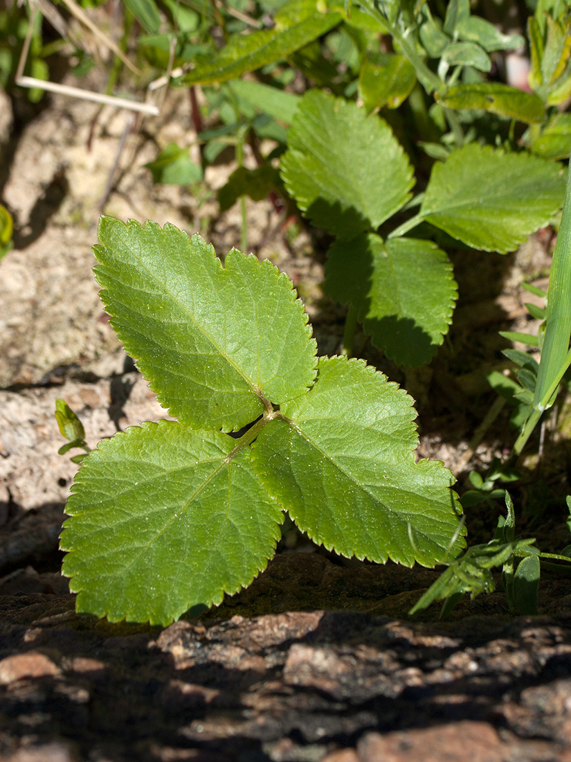 Изображение особи Archangelica litoralis.