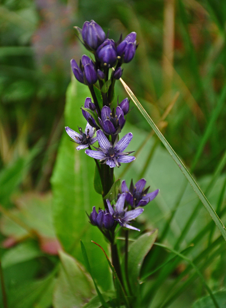 Image of Swertia obtusa specimen.