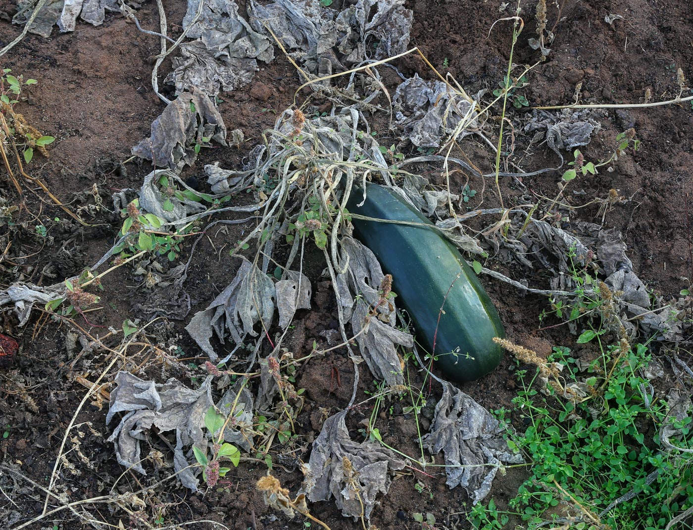 Image of Cucurbita pepo specimen.