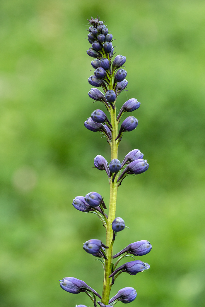 Изображение особи Delphinium flexuosum.