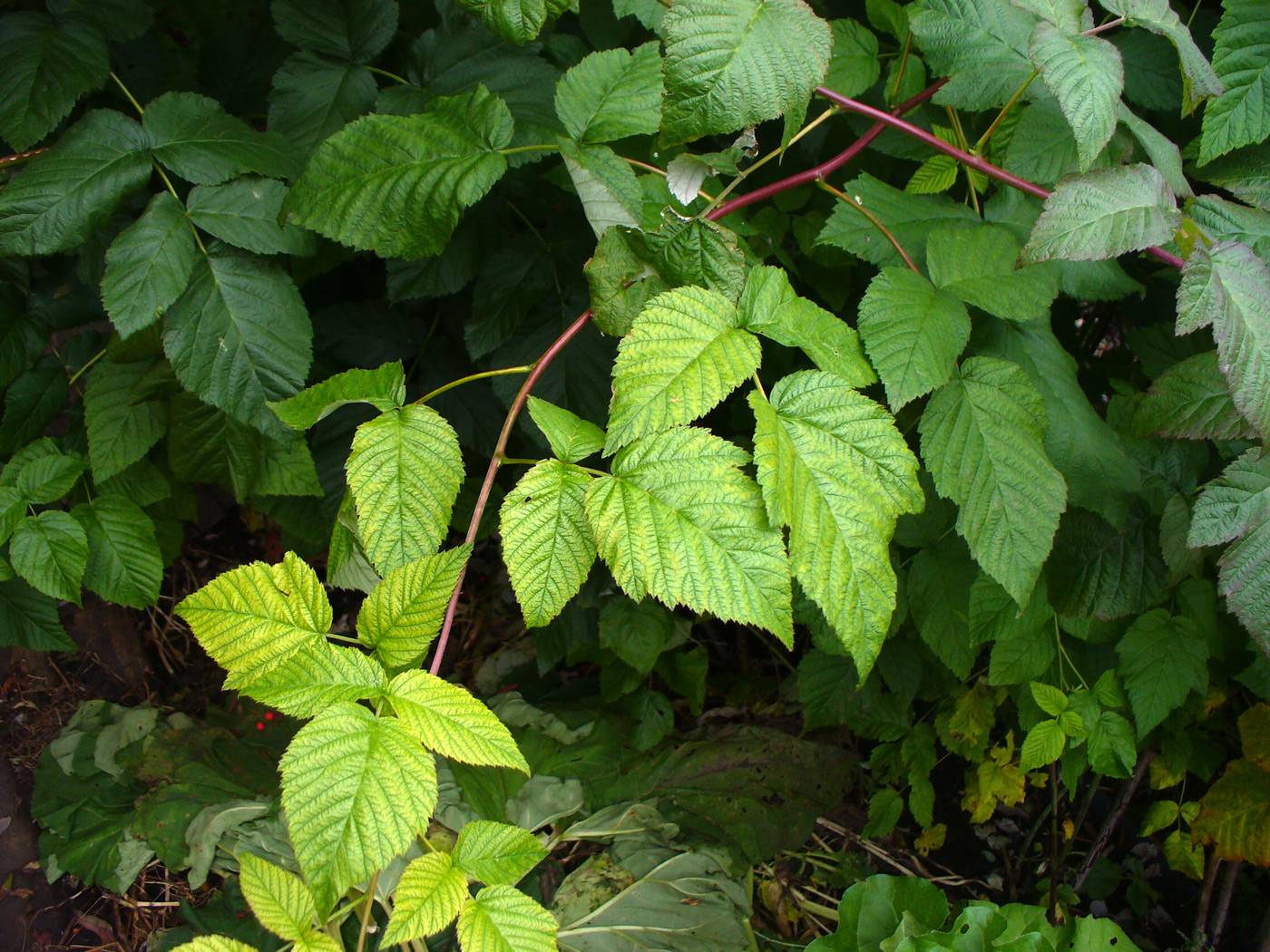 Изображение особи Rubus idaeus.