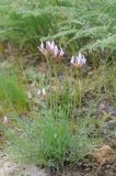 Astragalus angustissimus