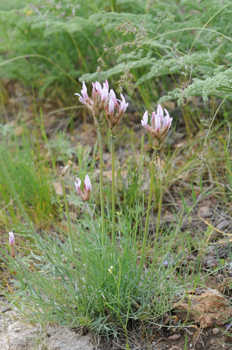 Изображение особи Astragalus angustissimus.