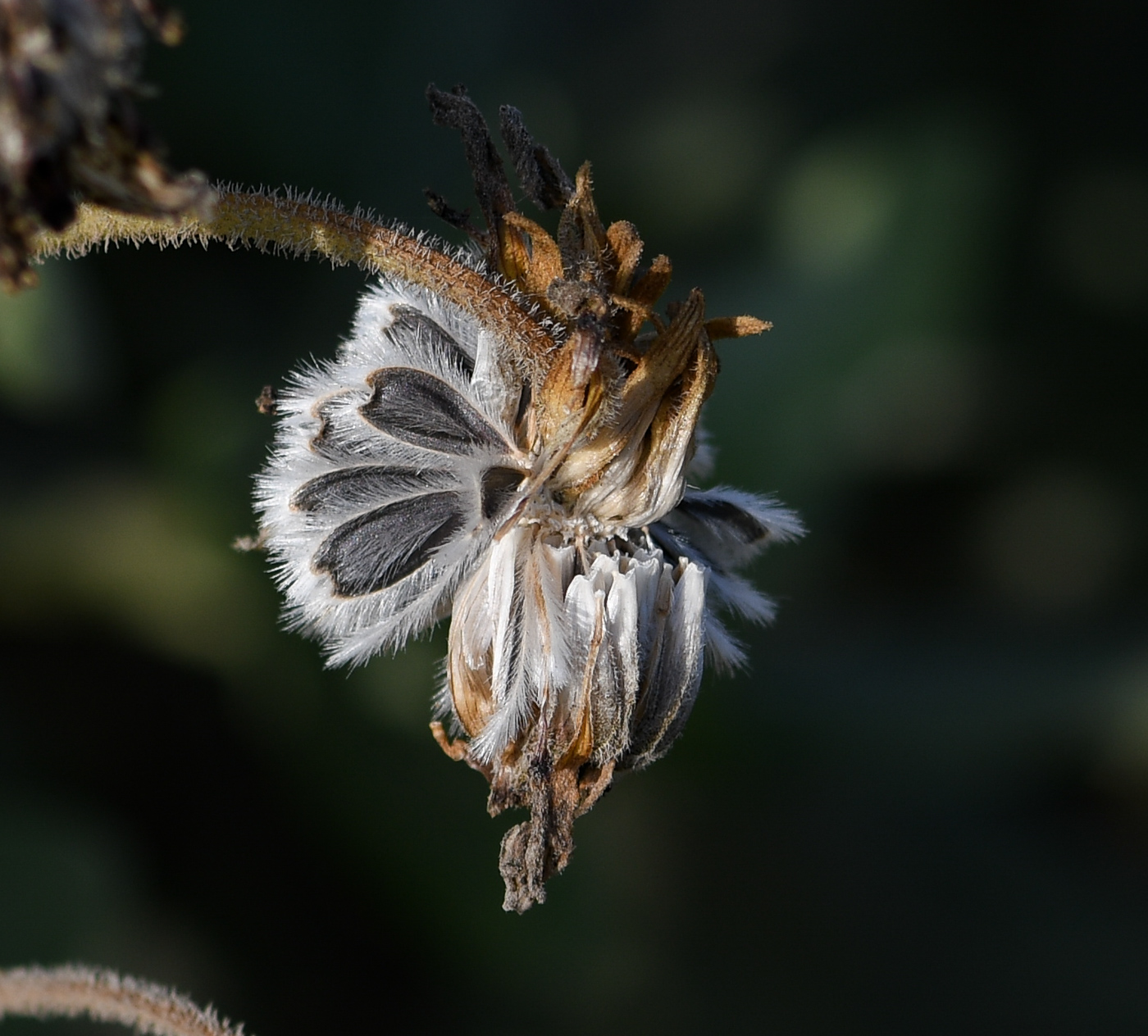 Image of genus Encelia specimen.