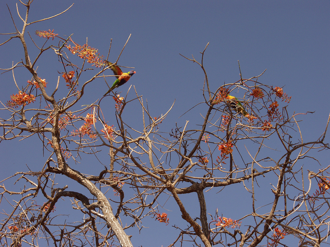 Изображение особи Erythrina vespertilio.