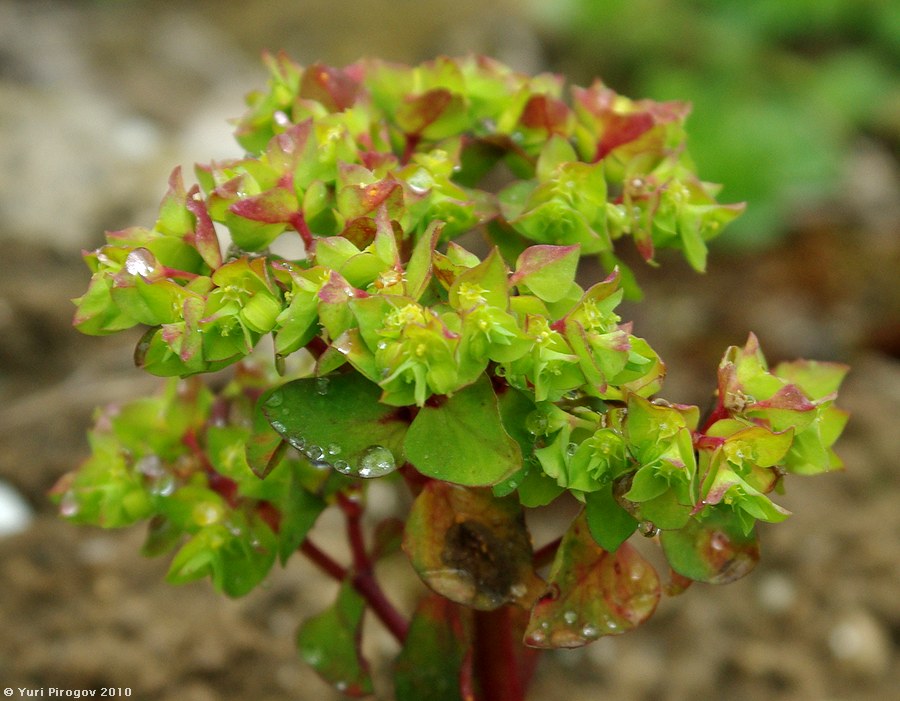 Image of genus Euphorbia specimen.