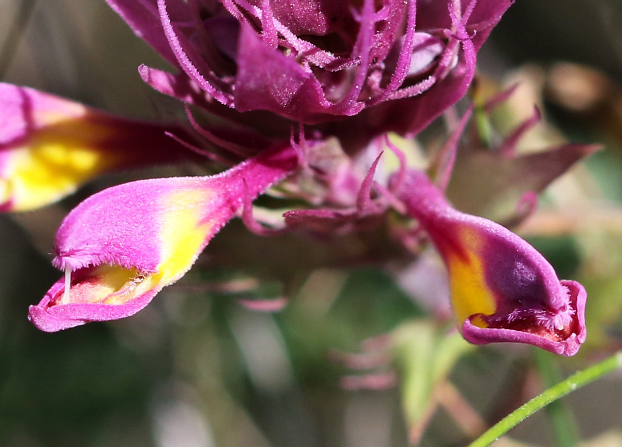 Image of Melampyrum arvense specimen.