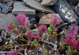 род Salix