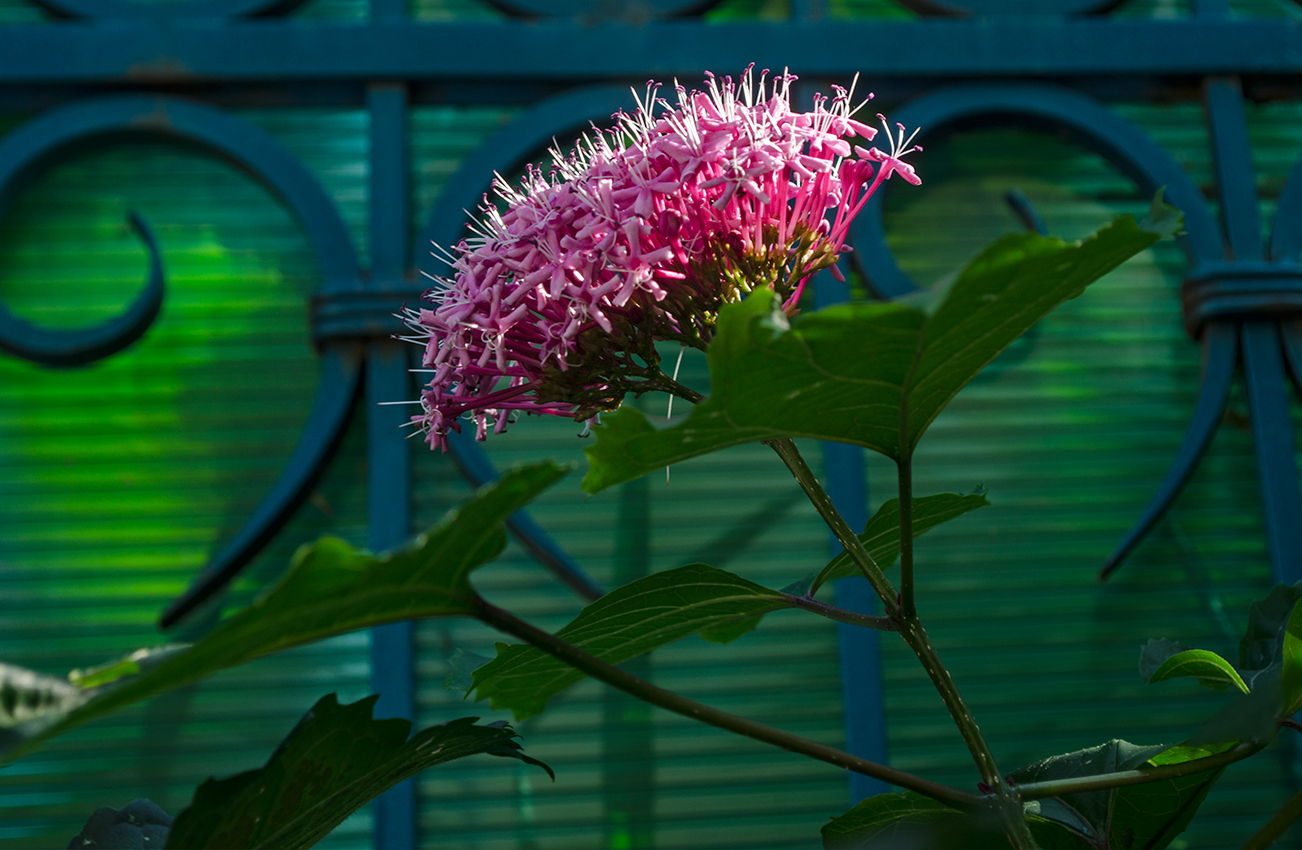 Изображение особи Clerodendrum bungei.