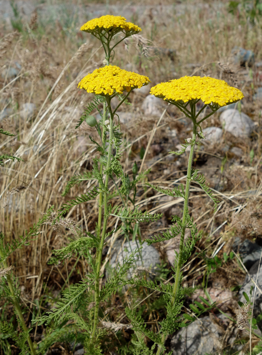 Image of Achillea arabica specimen.