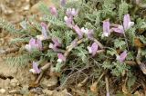 Astragalus lasiophyllus