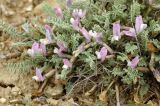 Astragalus pallasii