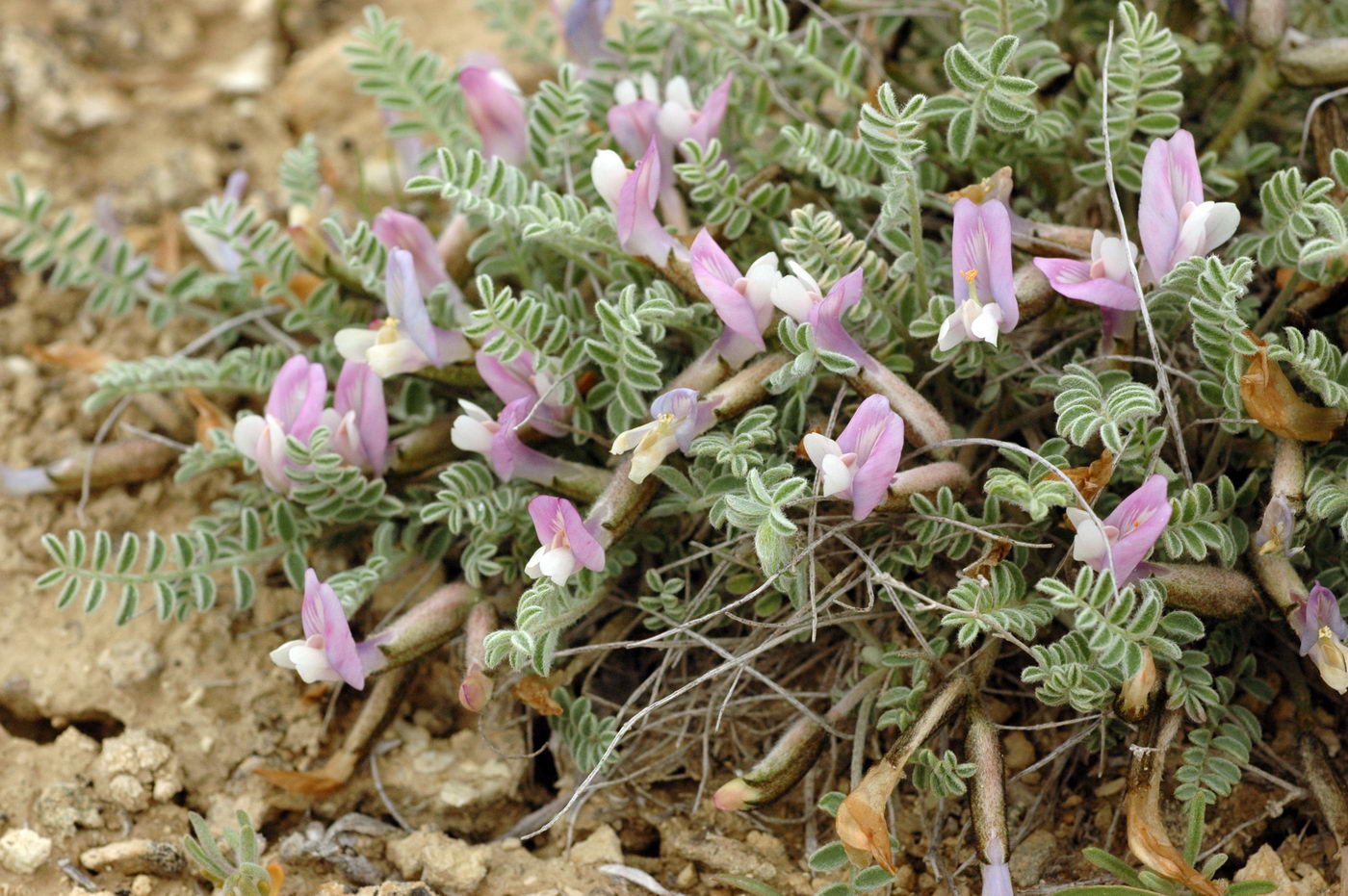 Изображение особи Astragalus pallasii.