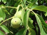 Juglans regia. Незрелые плоды и часть листа. Кыргызстан, Чуйская обл., с. Восток, приусадебный участок. 04.06.2019.
