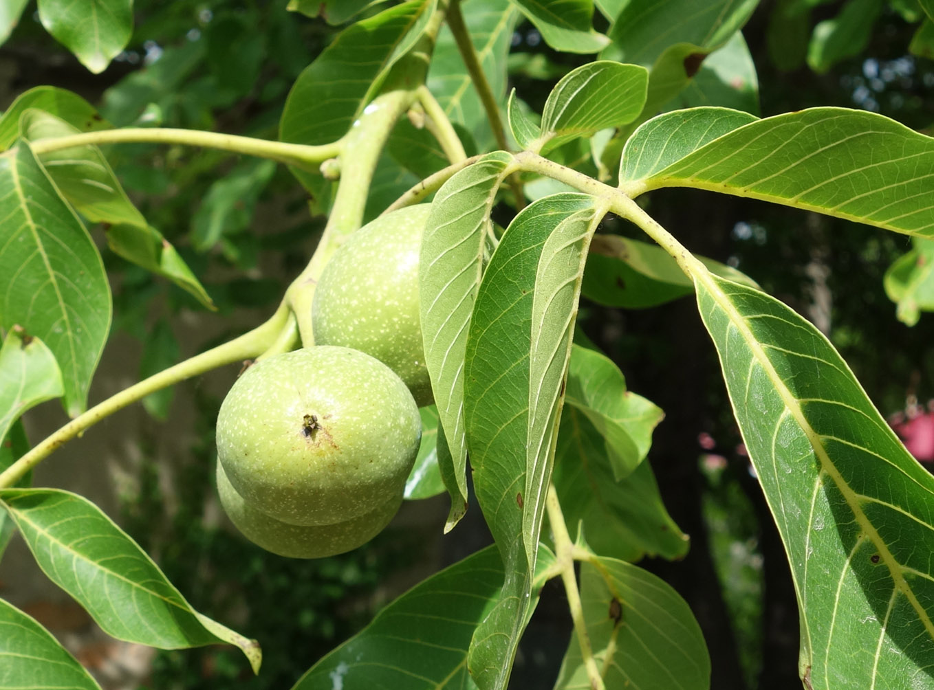 Изображение особи Juglans regia.