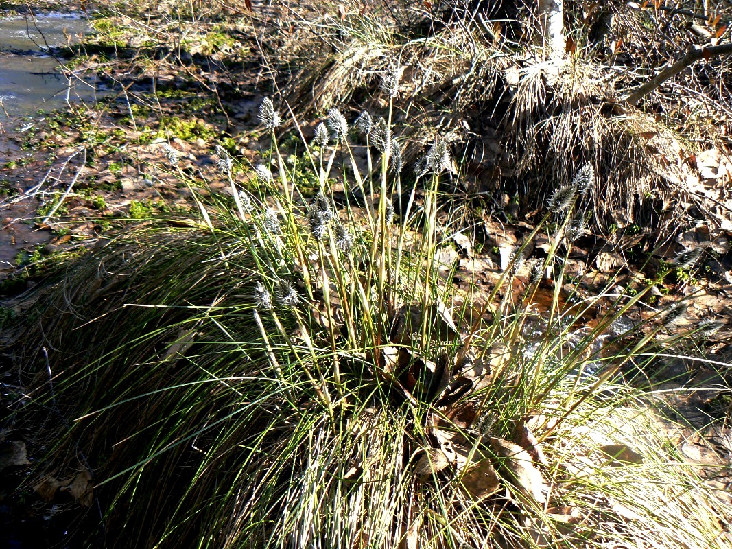 Изображение особи Eriophorum vaginatum.