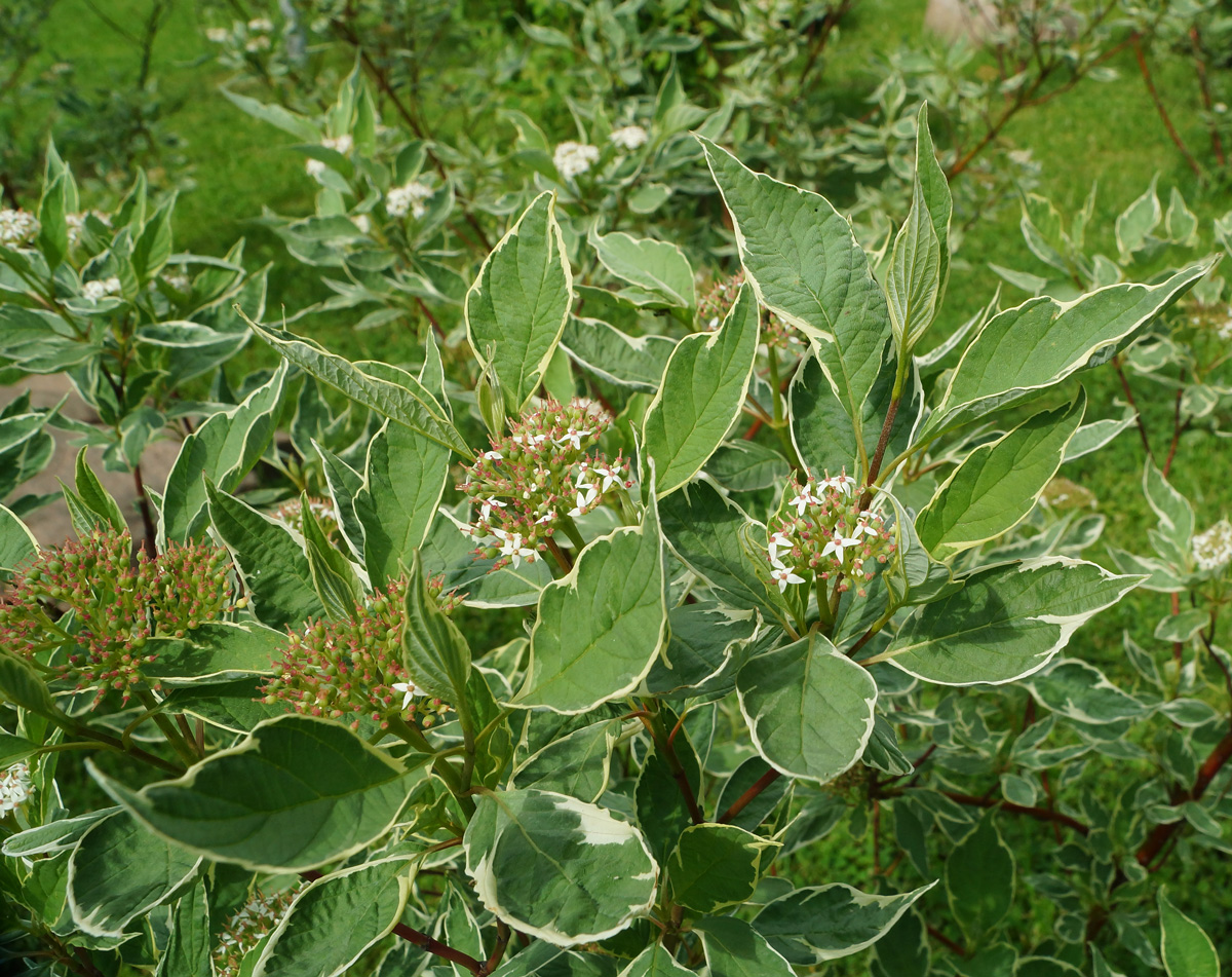 Image of Swida alba specimen.