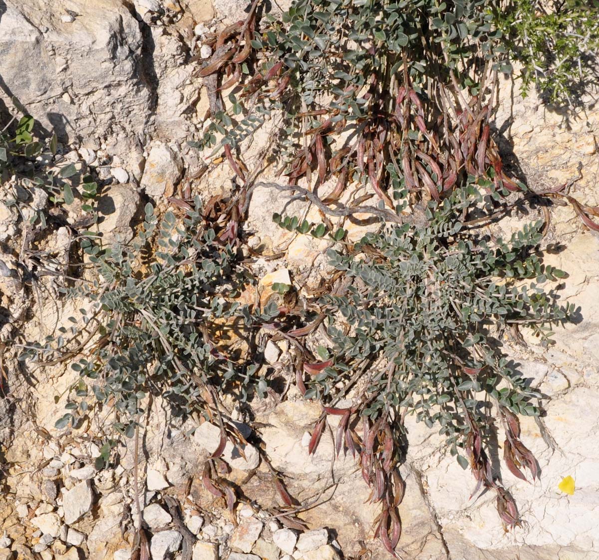 Image of Astragalus cyprius specimen.
