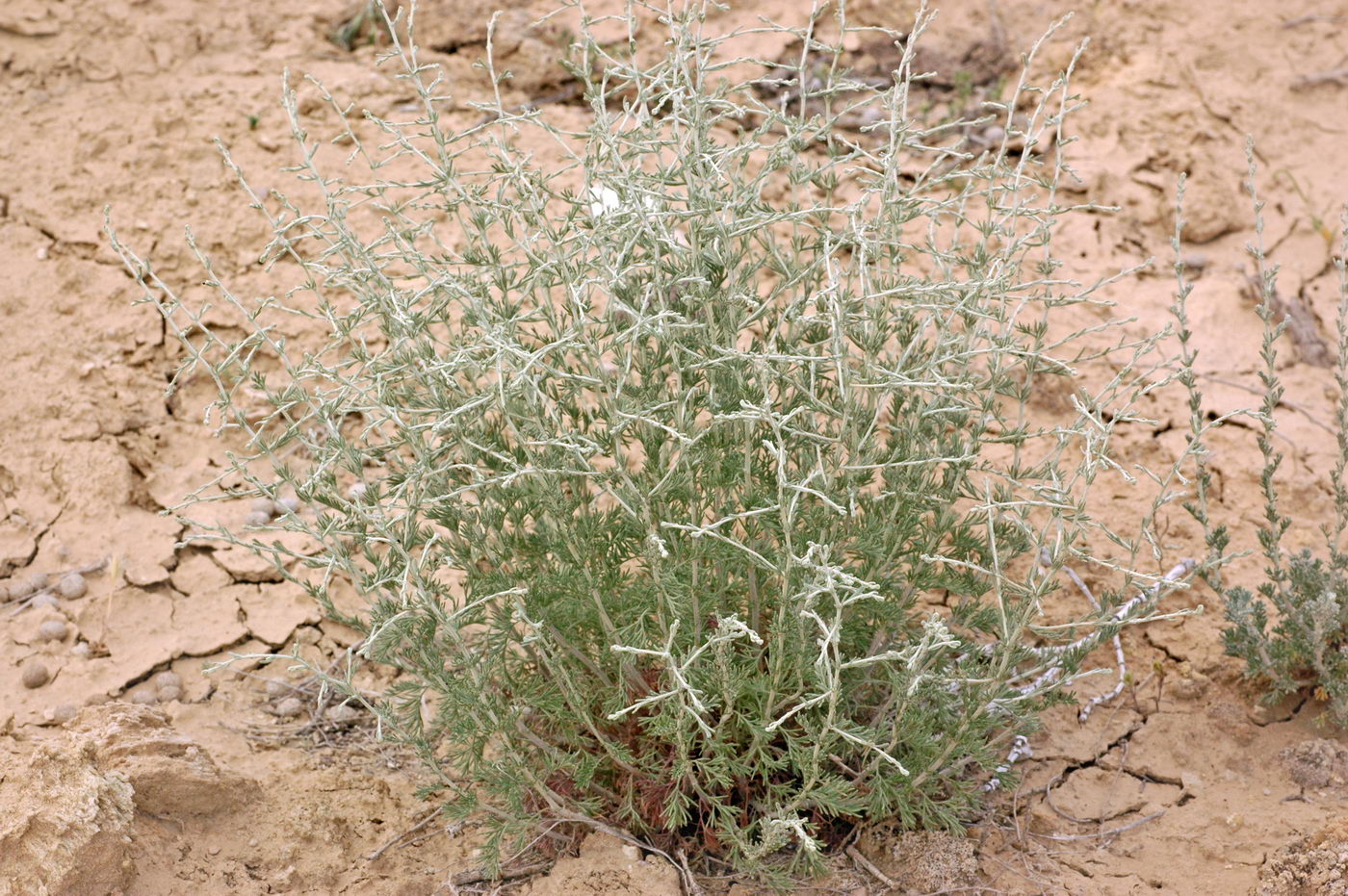 Image of genus Artemisia specimen.