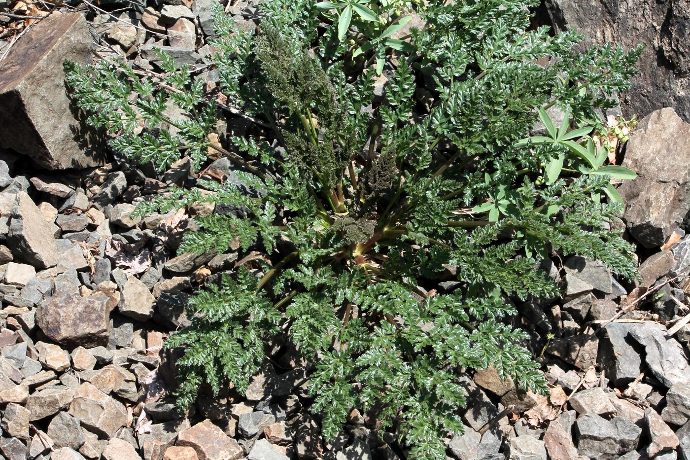 Изображение особи Ferula samarkandica.