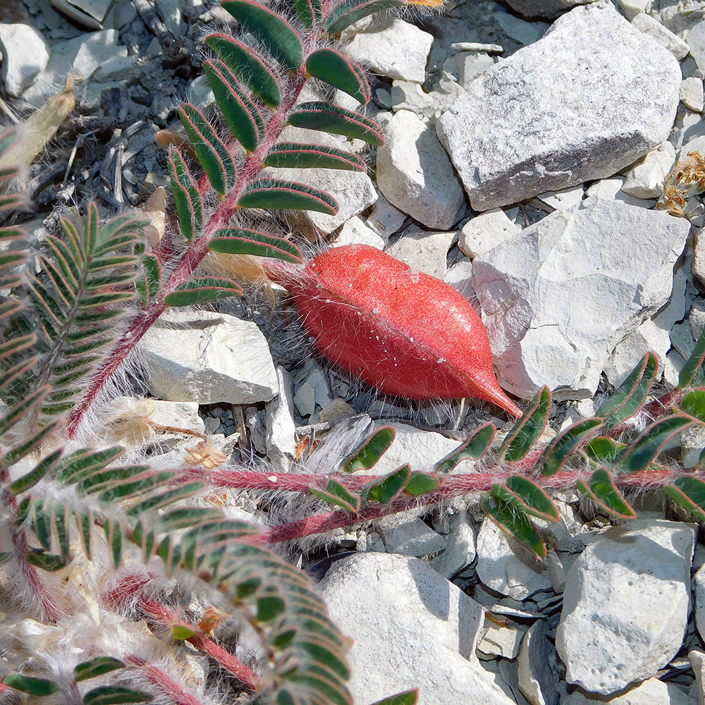 Image of Astragalus utriger specimen.