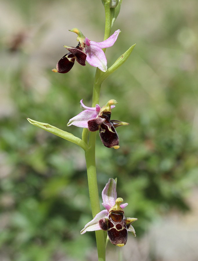 Изображение особи Ophrys oestrifera.