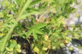 genus Potentilla
