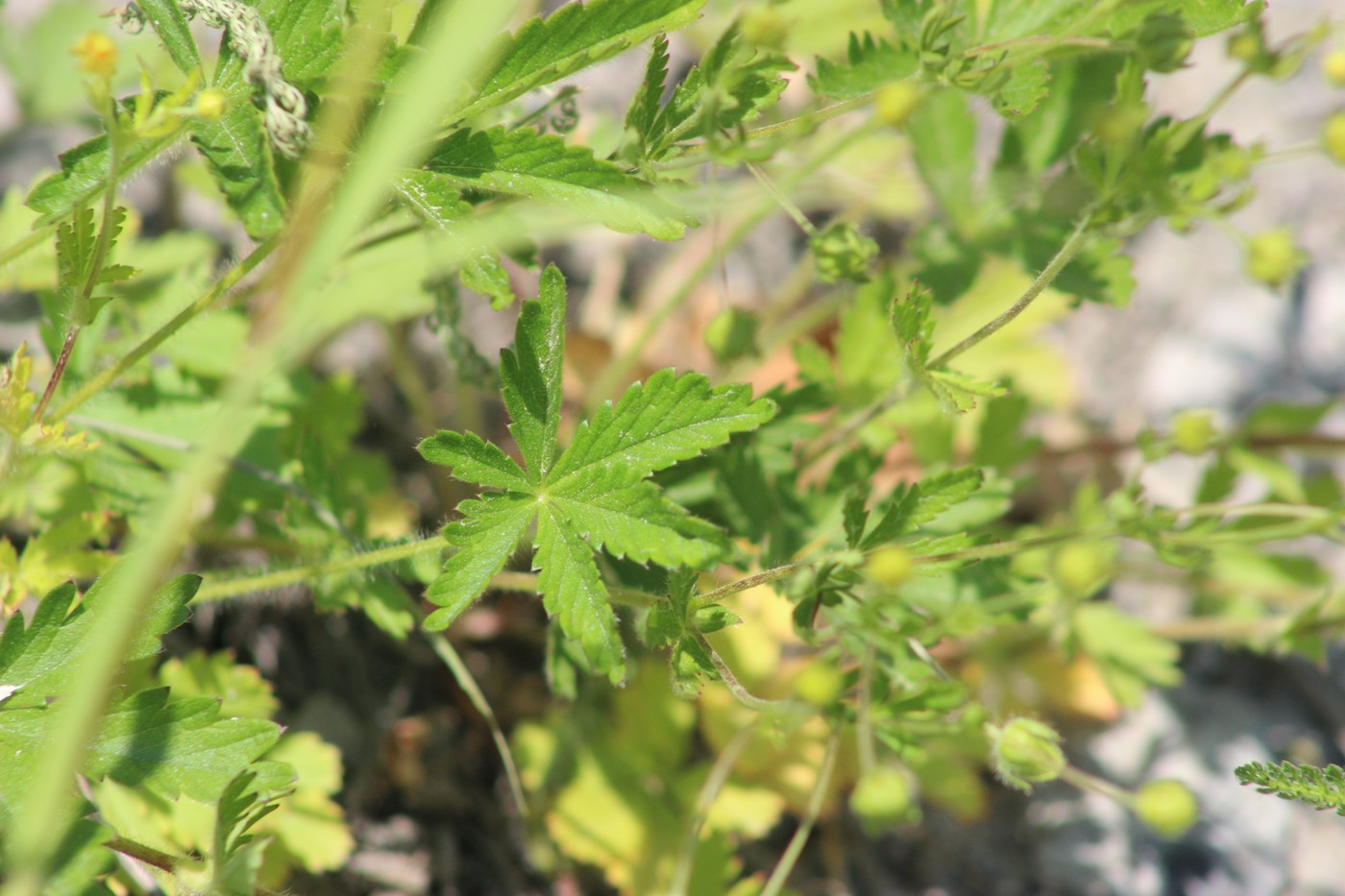 Изображение особи род Potentilla.