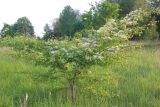 род Crataegus. Цветущее дерево. Калужская обл., Боровский р-н, окр. дер. Сатино, старая залежь. 8 июня 2020 г.