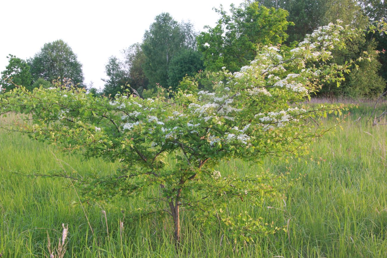 Изображение особи род Crataegus.