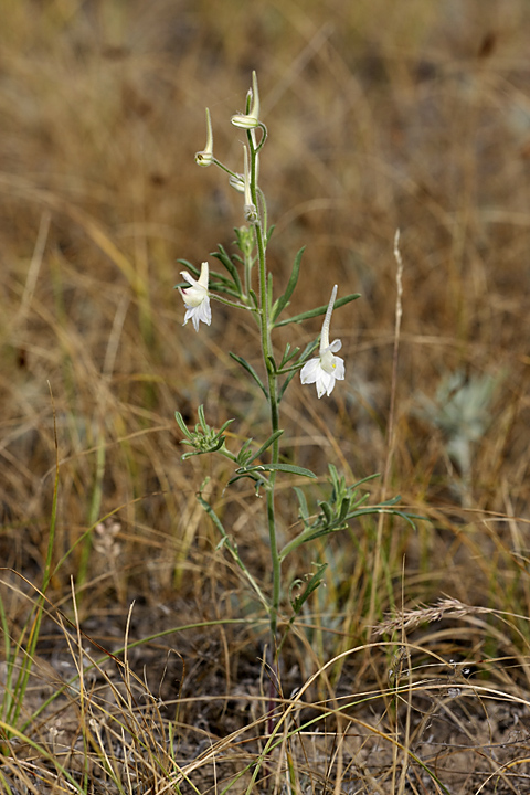 Image of Delphinium camptocarpum specimen.