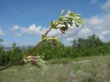 Silene densiflora. Верхушка соцветия. Краснодарский край, окр. г. Новороссийск, хр. Маркотх, нагорная степь. 31.05.2020.