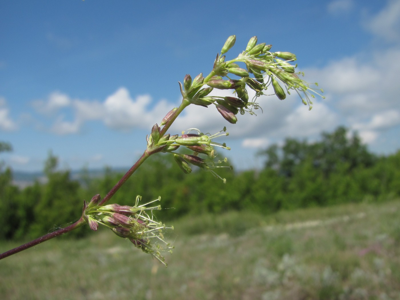 Image of Silene densiflora specimen.