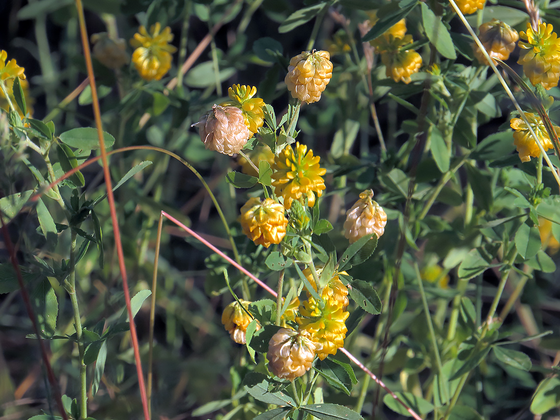 Изображение особи Trifolium aureum.