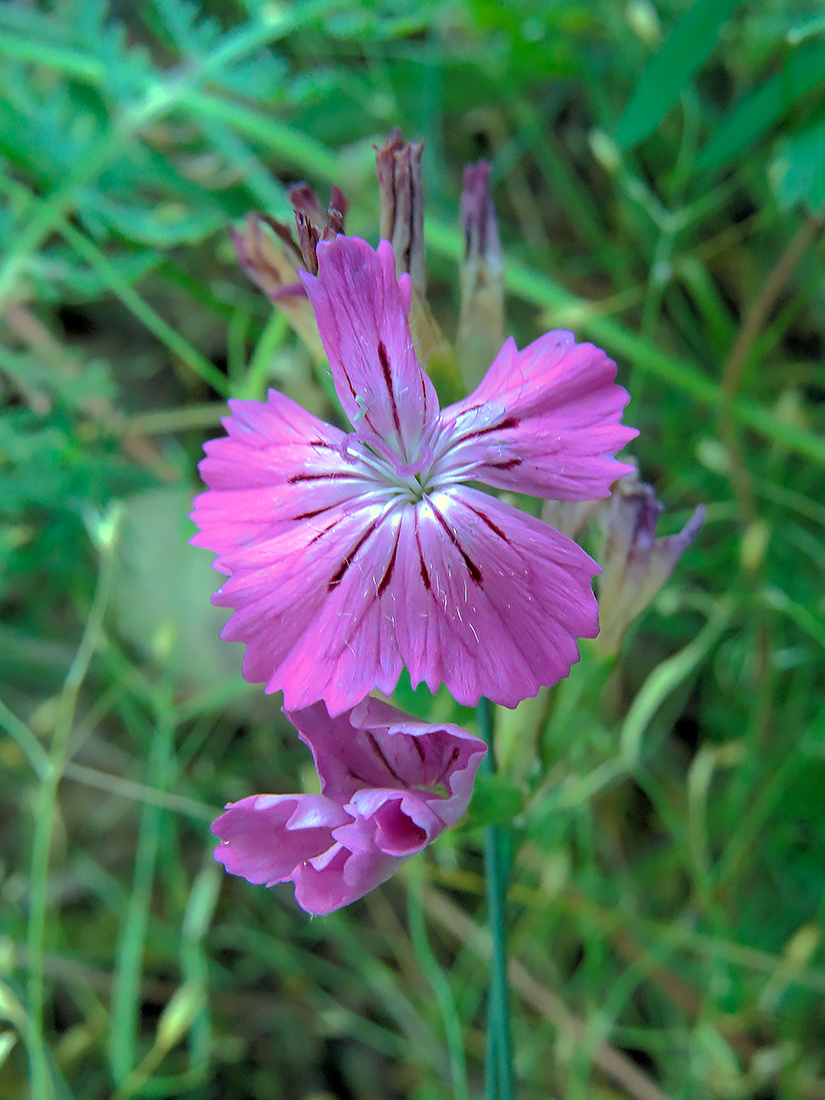 Изображение особи Dianthus borbasii.