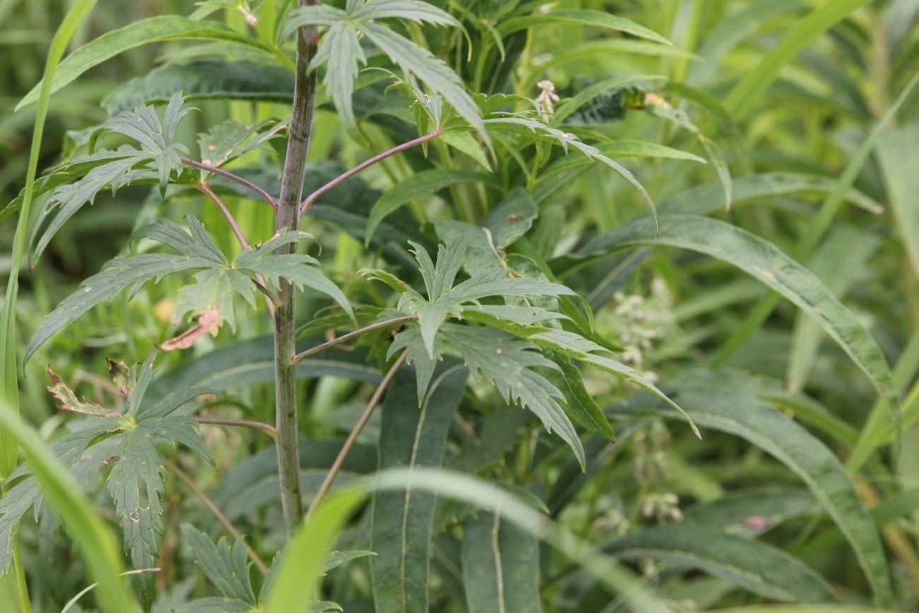 Image of Delphinium elatum specimen.