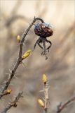 Rosa rugosa. Верхушка побега с прошлогодним плодом и развивающимися почками. Ленинградская обл., Ломоносовский р-н, окр. пос. Лебяжье, берег Финского залива, песчаный пляж. 11.04.2020.