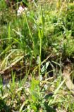 Epilobium parviflorum