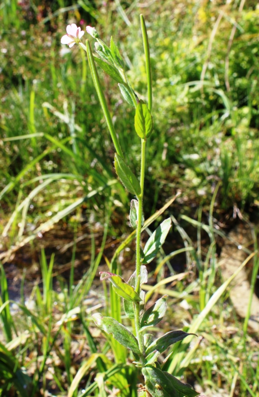 Изображение особи Epilobium parviflorum.