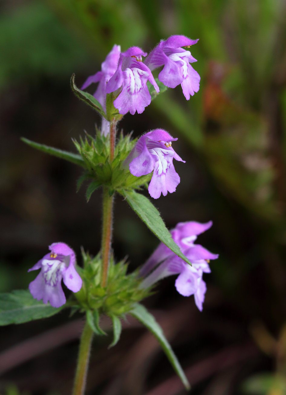 Изображение особи Galeopsis ladanum.