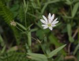 Stellaria hebecalyx