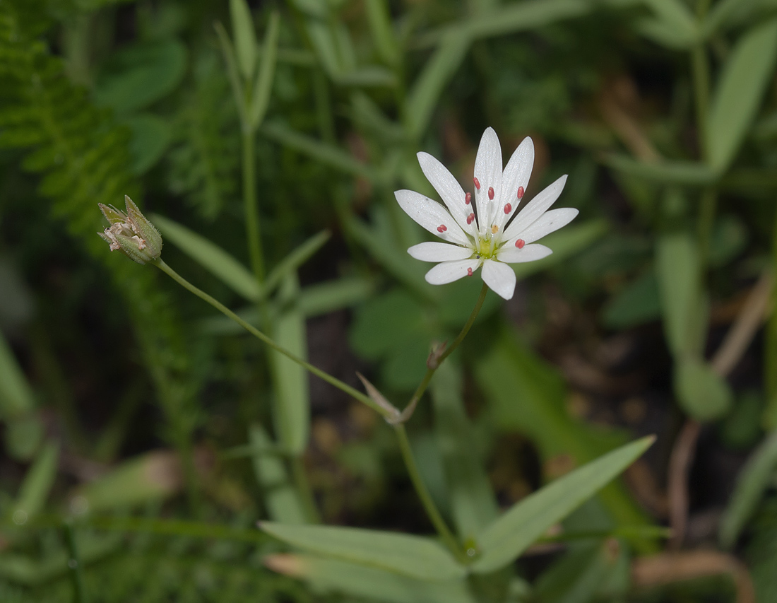 Изображение особи Stellaria hebecalyx.