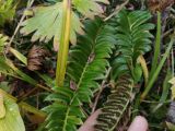 Polystichum lonchitis