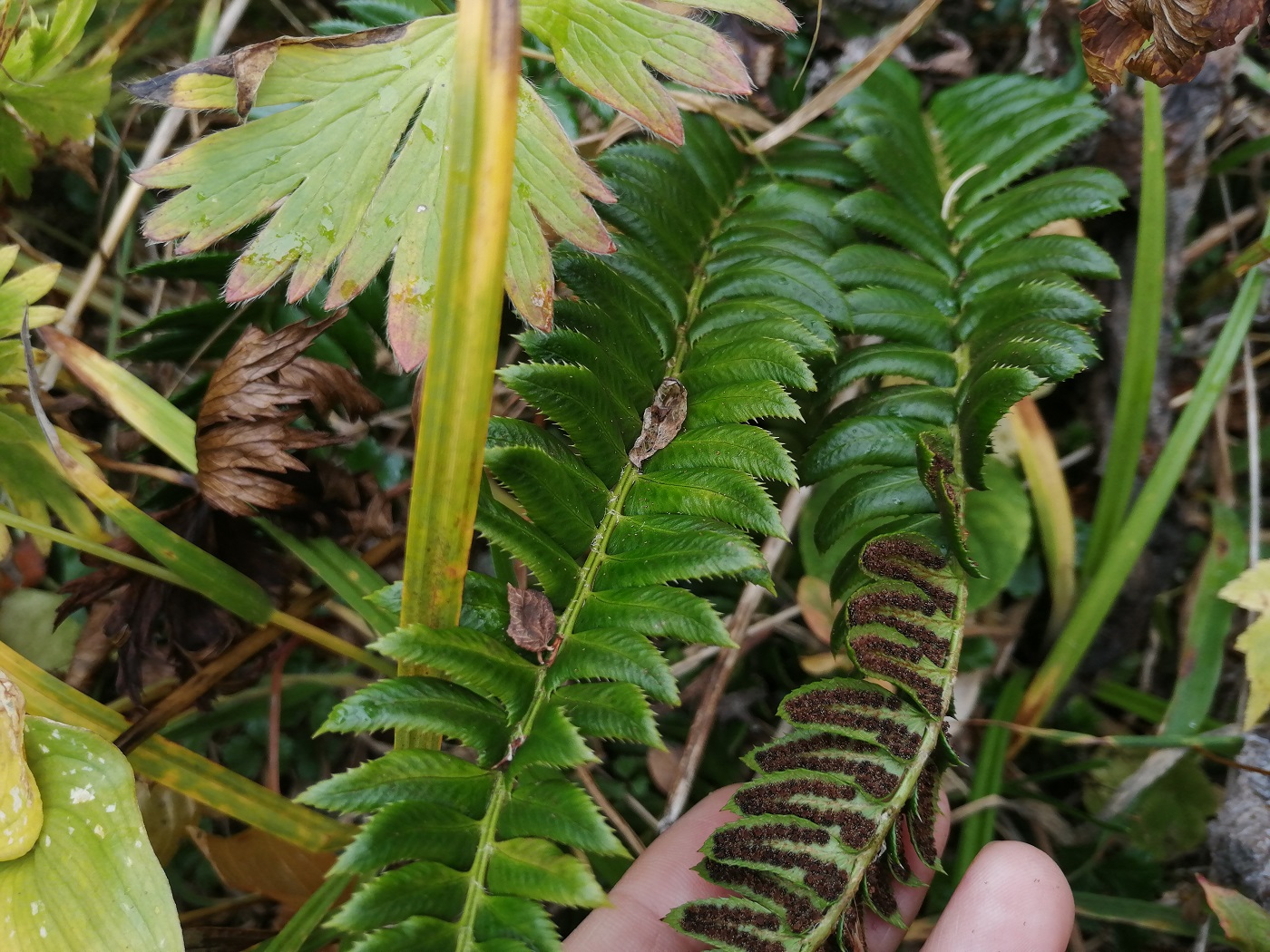 Image of Polystichum lonchitis specimen.