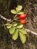 Rosa rubiginosa. Верхушка побега со спелыми плодами. Украина, г. Запорожье, восточный склон балки Березноватая, степной участок на глинистой почве. 23.10.2020.