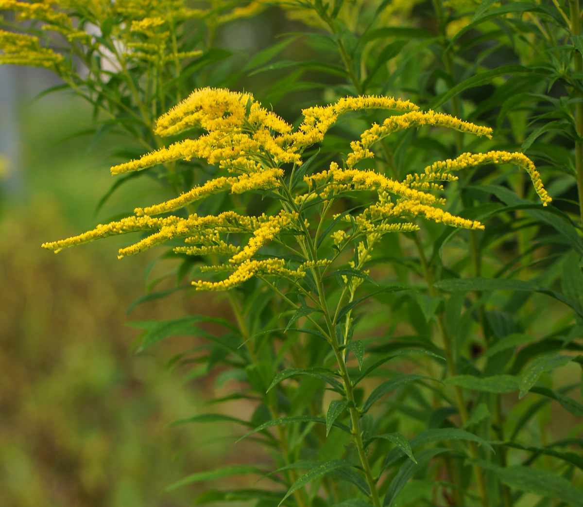 Image of Solidago canadensis specimen.