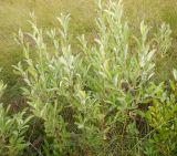 Salix cinerea