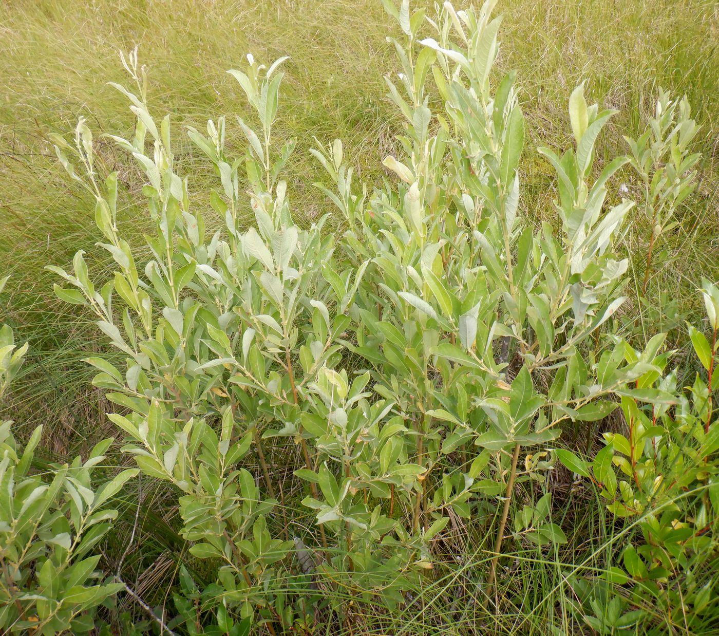 Image of Salix cinerea specimen.